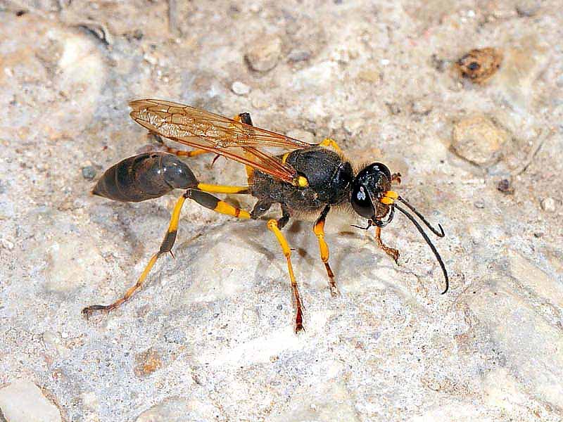 Sphecidae: Sceliphron destillatorium